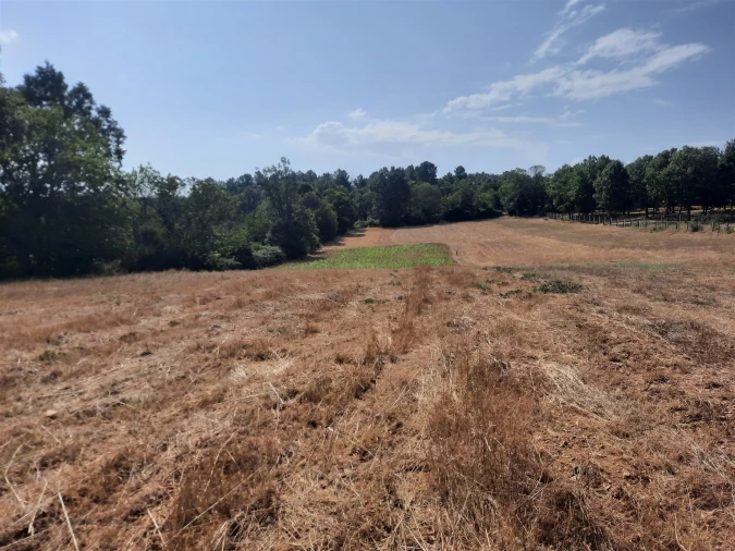 Terreno para Venda em Sabugal e Aldeia de Santo António Foto 3