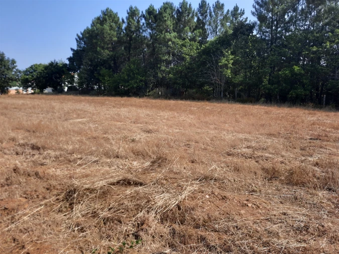 Terreno para Venda em Sabugal e Aldeia de Santo António Foto 4