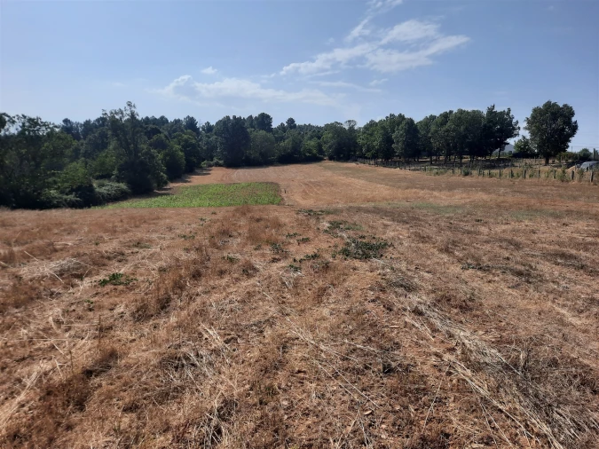 Terreno para Venda em Sabugal e Aldeia de Santo António Foto 1
