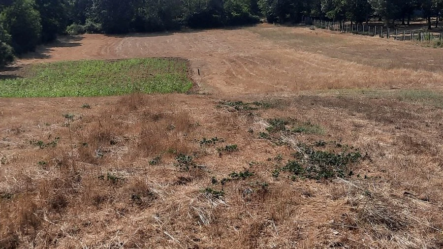 Terreno para Venda em Sabugal e Aldeia de Santo António