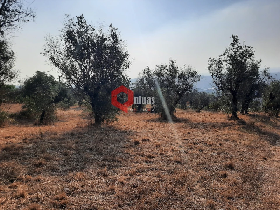 Terreno para Venda em Fornos de Algodres Foto 22