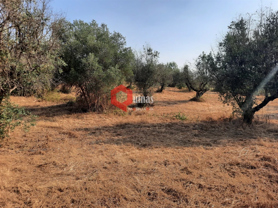 Terreno para Venda em Fornos de Algodres Foto 28