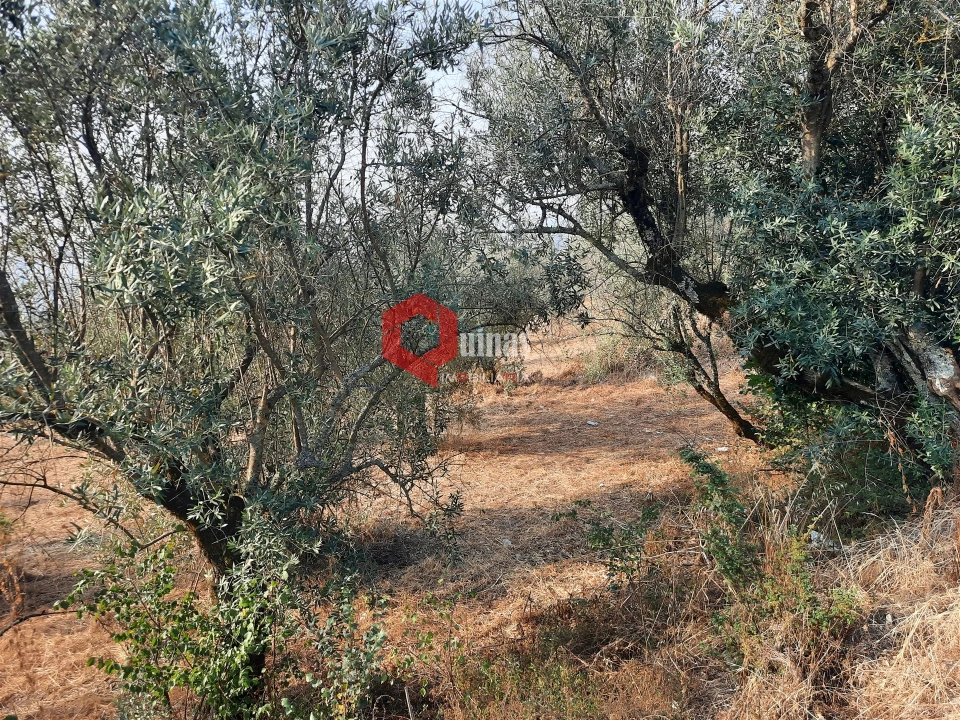 Terreno para Venda em Fornos de Algodres Foto 9