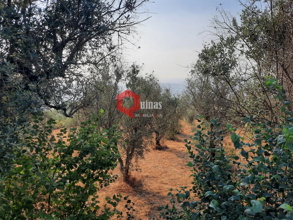 Terreno para Venda em Fornos de Algodres Foto 8