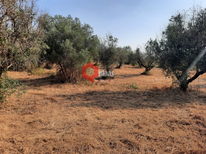 Terreno para Venda em Fornos de Algodres Foto 28