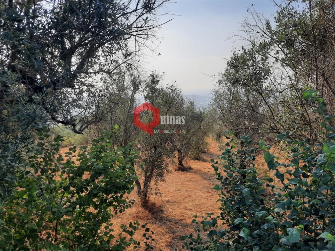 Terreno para Venda em Fornos de Algodres Foto 8