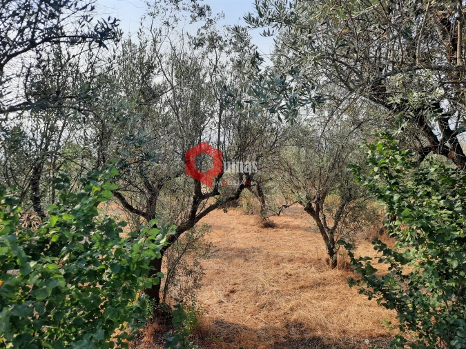 Terreno para Venda em Fornos de Algodres Foto 6