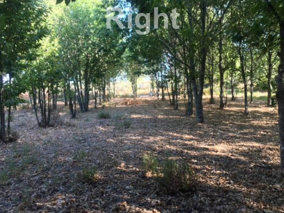 Negócio para Venda em Armamar Foto 4