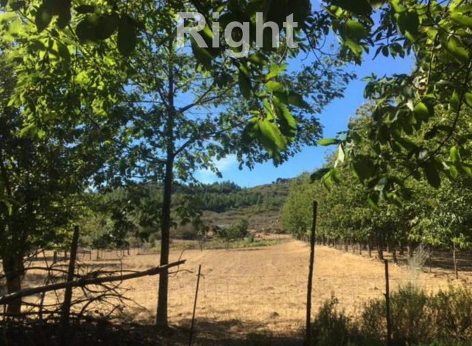 Negócio para Venda em Armamar Foto 6