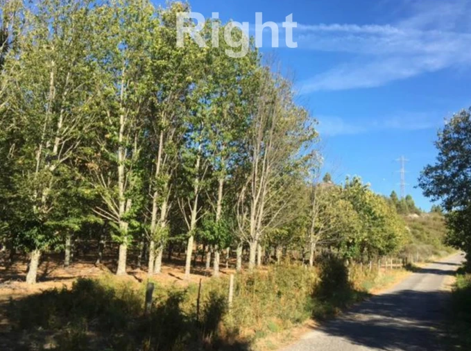 Negócio para Venda em Armamar Foto 3