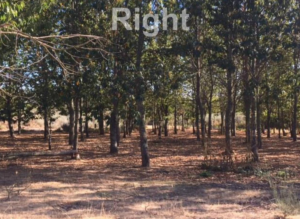 Negócio para Venda em Armamar Foto 7