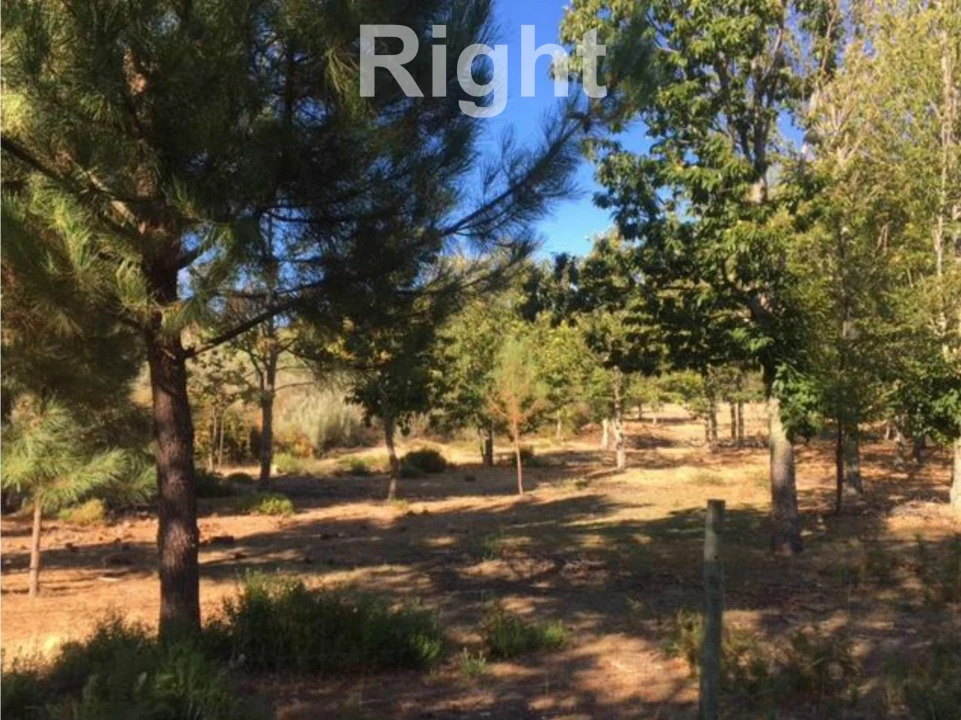 Negócio para Venda em Armamar Foto 11