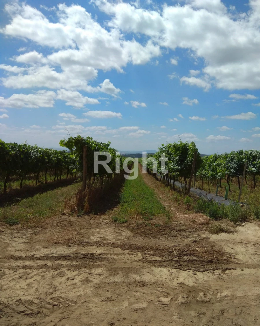 Quinta T0 para Venda em Ciladas Foto 5