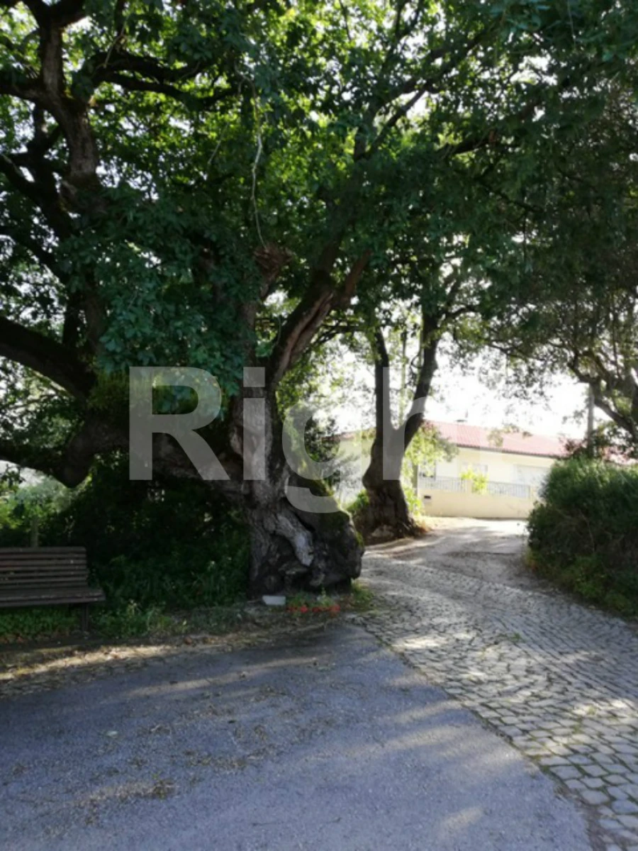 Terreno para Venda em Valado dos Frades Foto 6