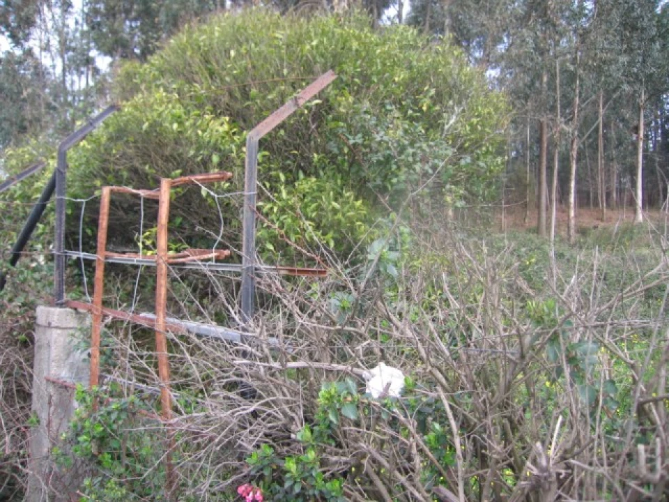 Terreno para Venda em São Felix da Marinha Foto 6
