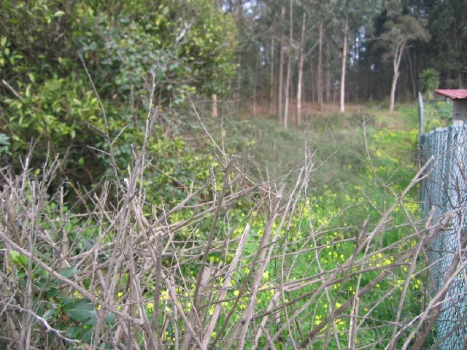 Terreno para Venda em São Felix da Marinha Foto 7