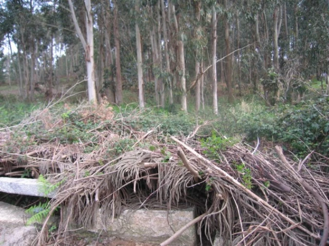 Terreno para Venda em São Felix da Marinha Foto 8