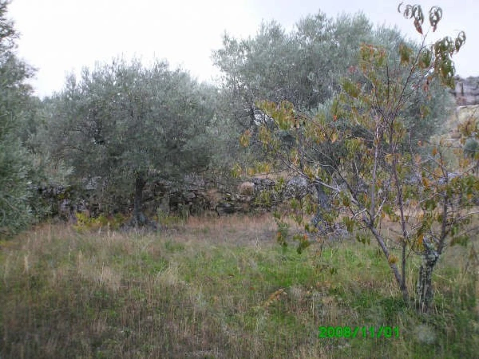 Terreno para Venda em Pereiros Foto 6