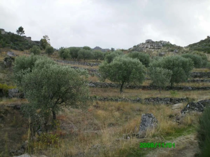Terreno para Venda em Pereiros Foto 2