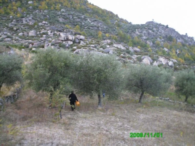 Terreno para Venda em Pereiros Foto 9