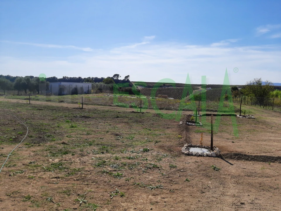 Terreno para Venda em Manique do Intendente, Vila Nova de São Pedro e Maçussa Foto 25