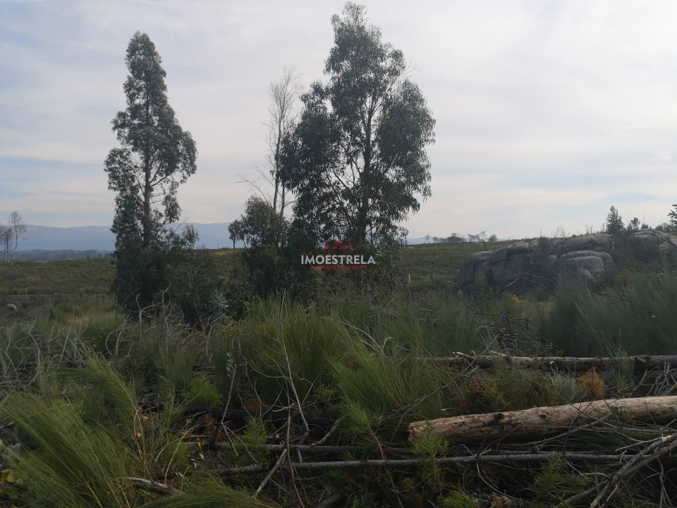 Terreno Agricola ou Rústico para Venda em Paranhos Foto 5