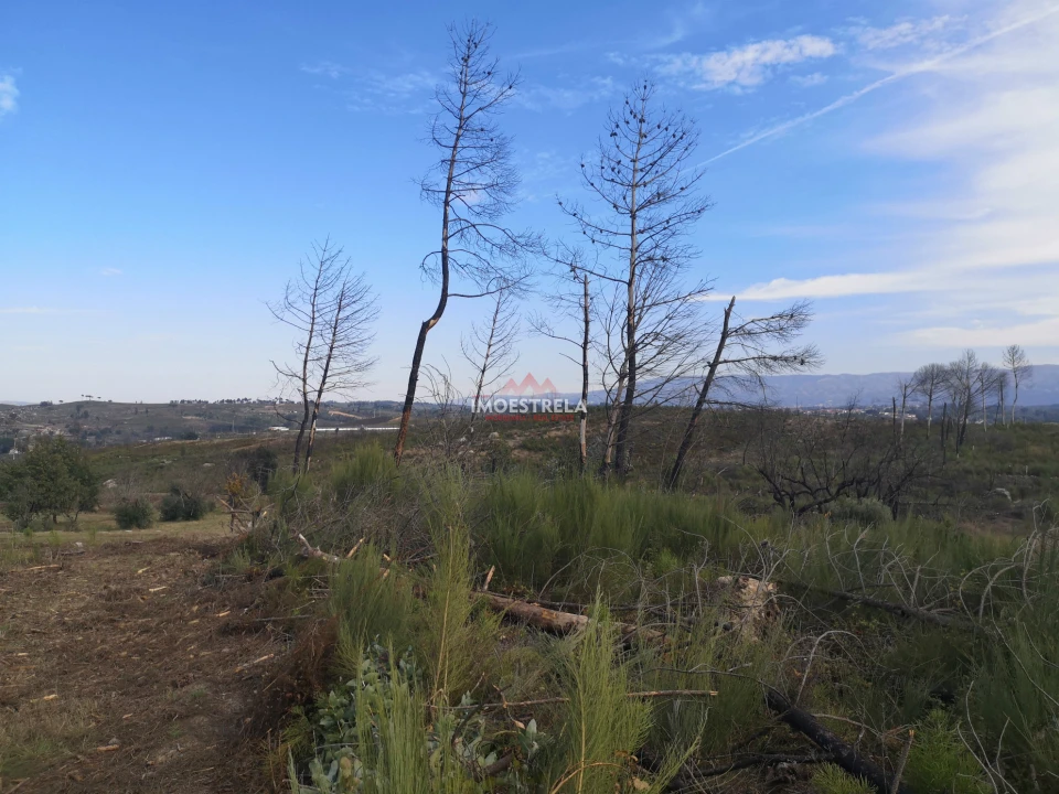 Terreno Agricola ou Rústico para Venda em Paranhos Foto 6