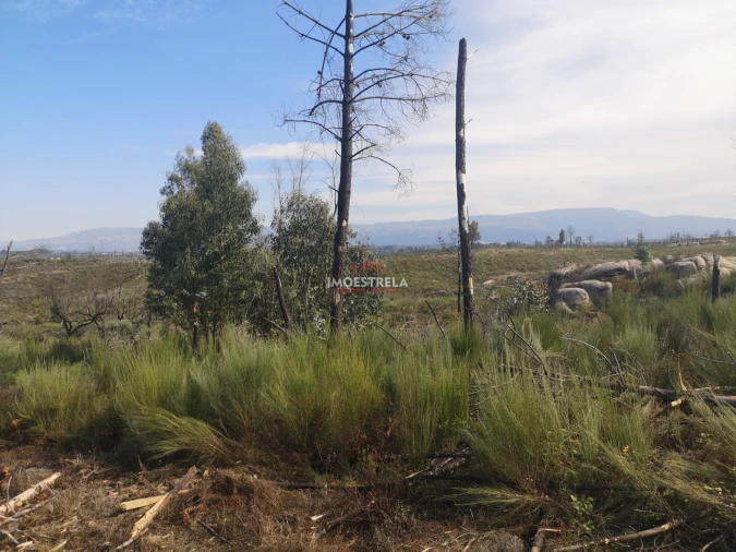 Terreno Agricola ou Rústico para Venda em Paranhos Foto 2