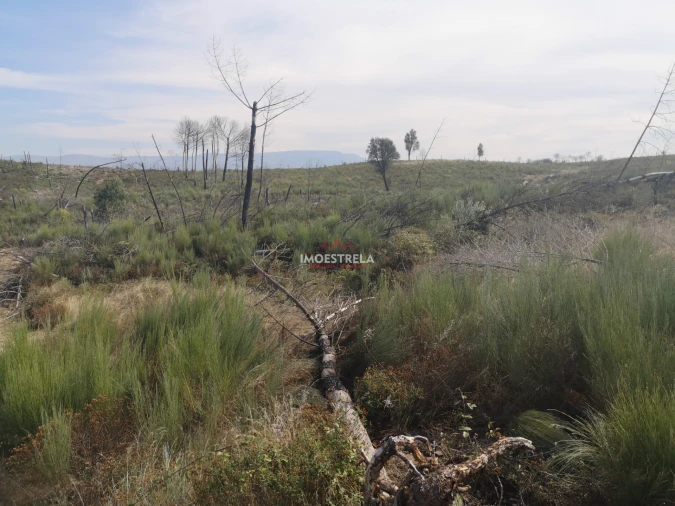 Terreno Agricola ou Rústico para Venda em Paranhos Foto 3