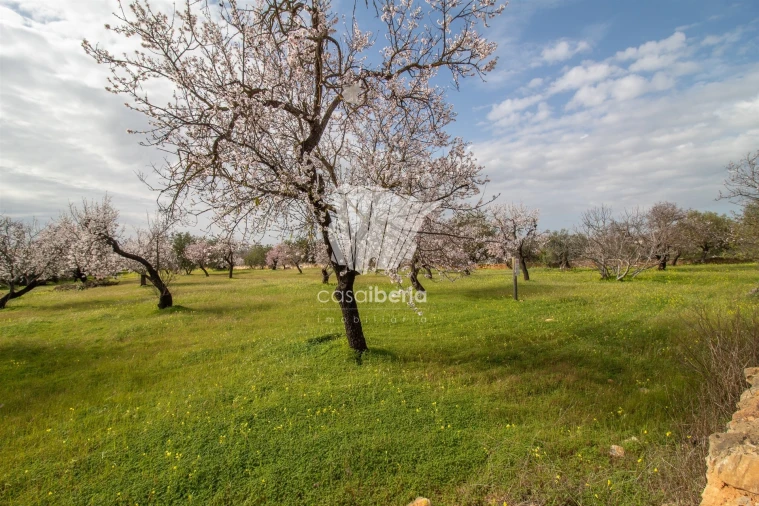 Terreno para Venda em Conceição e Estoi