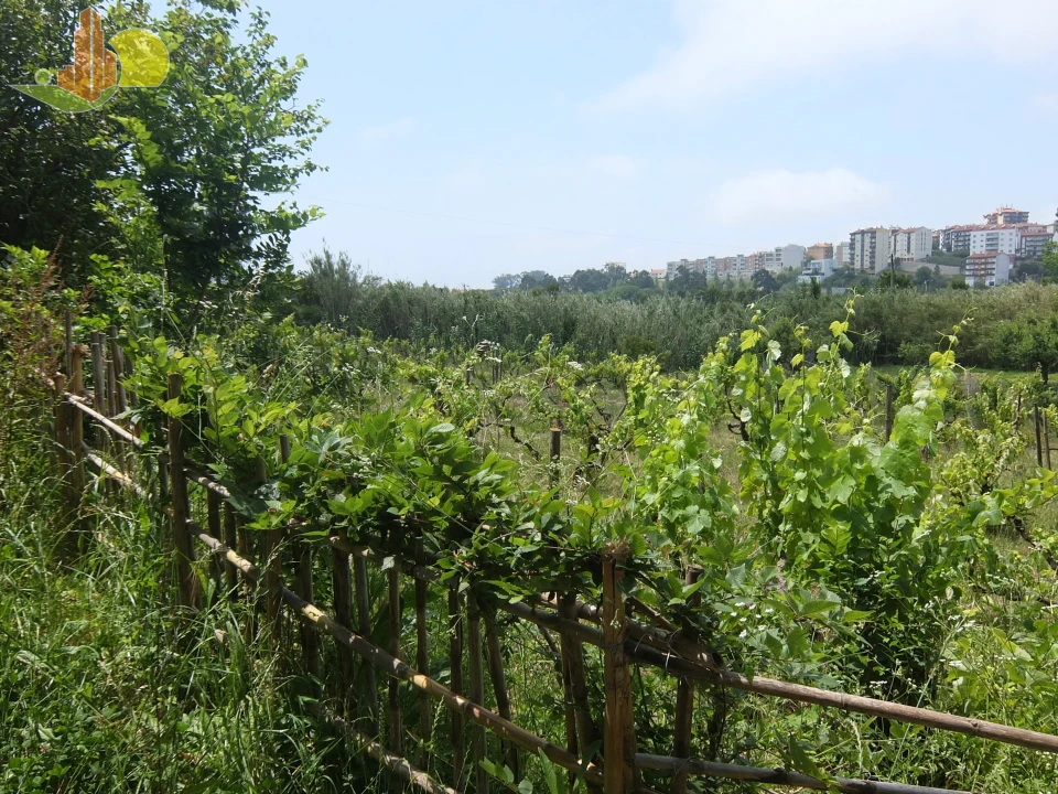 Terreno para Venda em Tavarede Foto 5