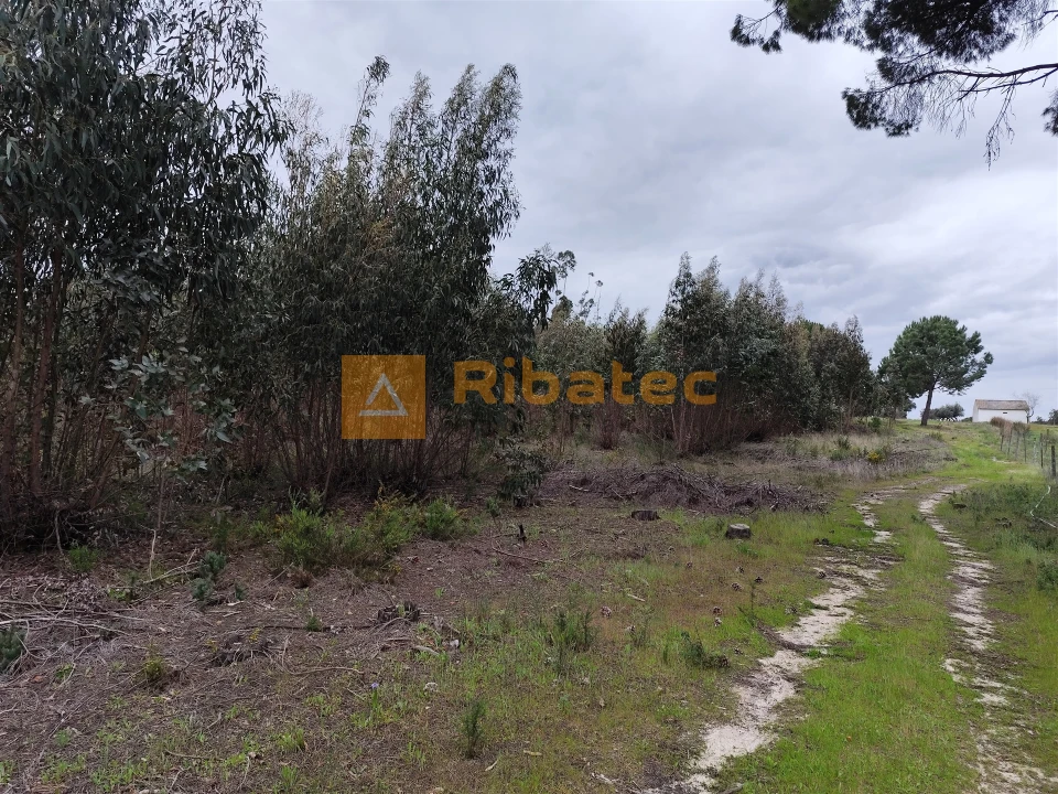 Terreno para Venda em Branca Foto 3