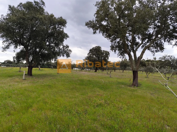 Terreno para Venda em Branca Foto 6