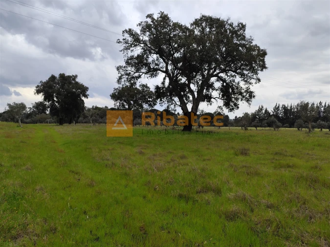 Terreno para Venda em Branca Foto 2