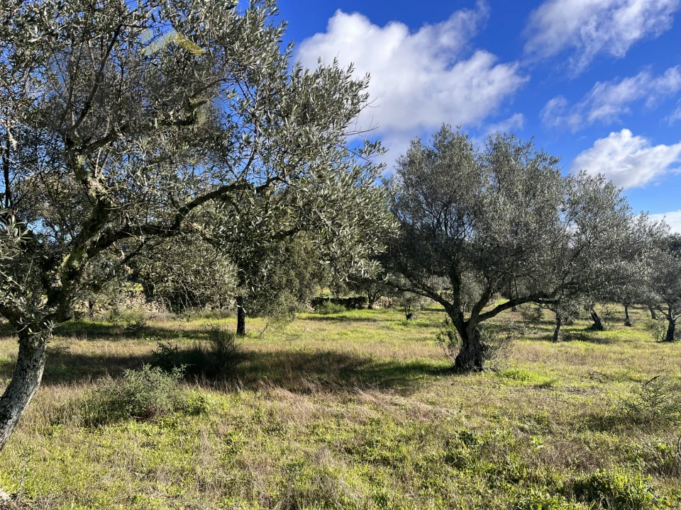 Quinta T0 para Venda em Monsanto e Idanha-A-Velha Foto 12