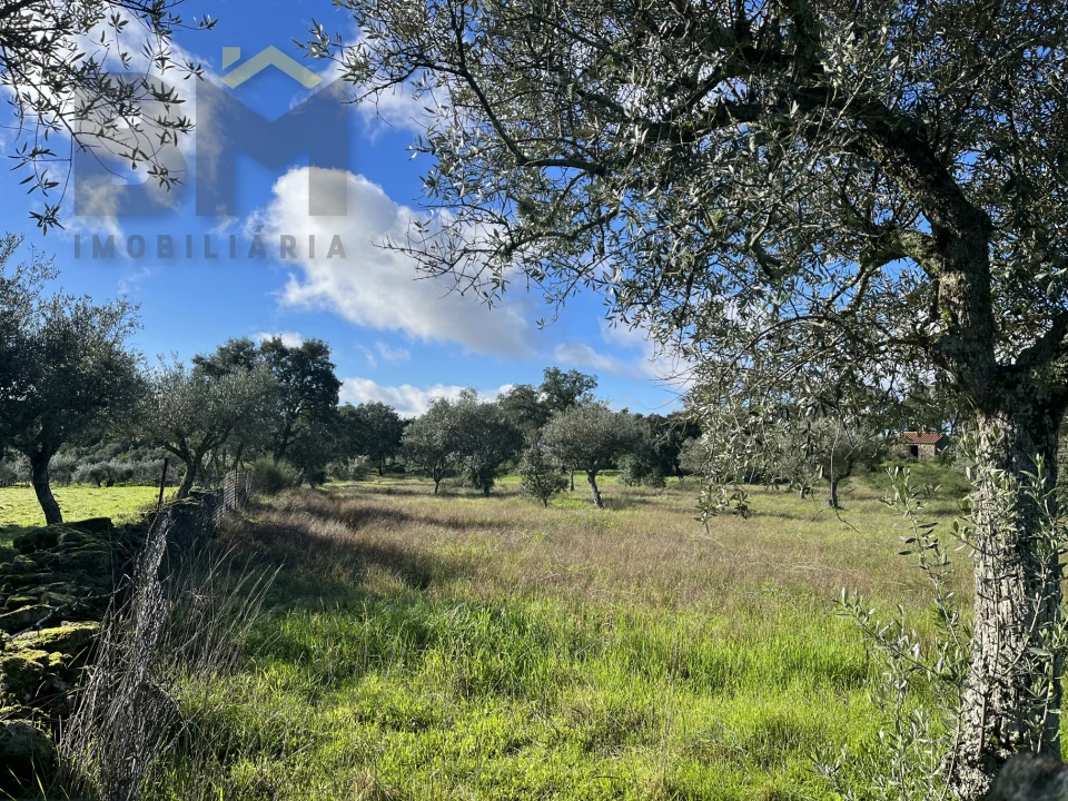 Quinta T0 para Venda em Monsanto e Idanha-A-Velha Foto 14