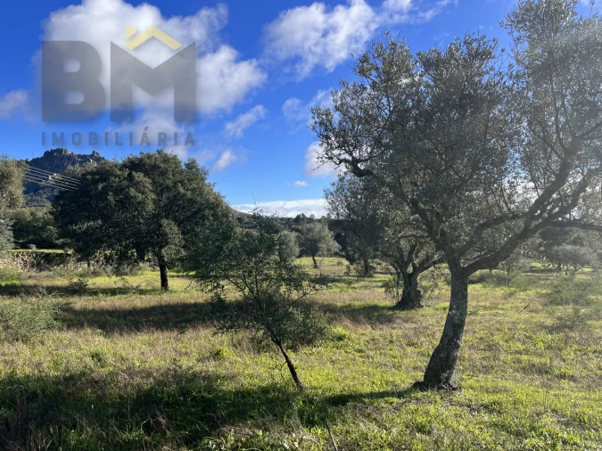 Quinta T0 para Venda em Monsanto e Idanha-A-Velha Foto 13