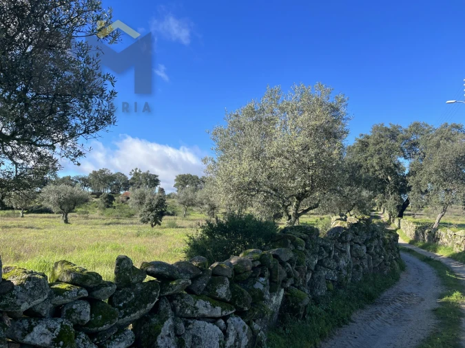 Quinta T0 para Venda em Monsanto e Idanha-A-Velha Foto 15