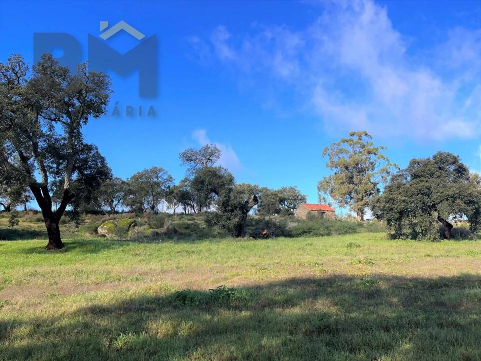 Quinta T0 para Venda em Monsanto e Idanha-A-Velha Foto 10