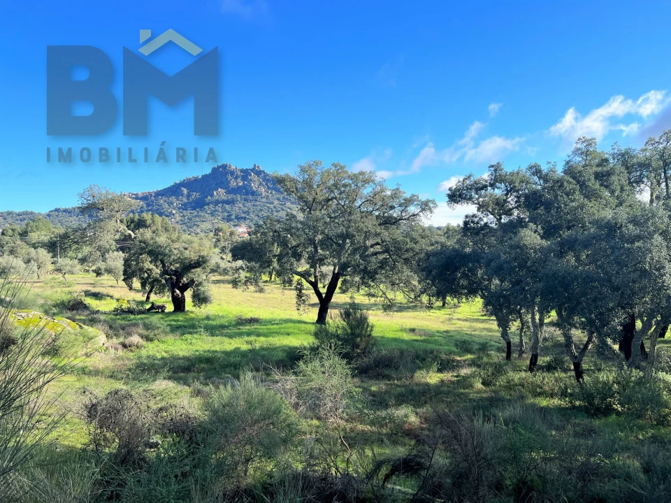 Quinta T0 para Venda em Monsanto e Idanha-A-Velha Foto 11
