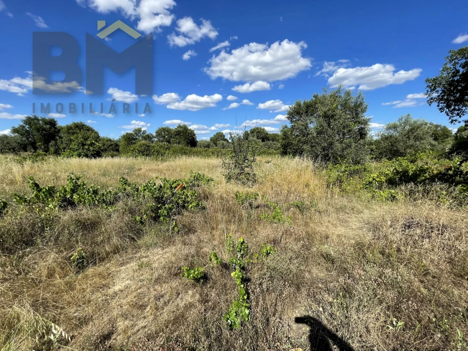 Quinta T0 para Venda em Escalos de Cima e Lousa Foto 15