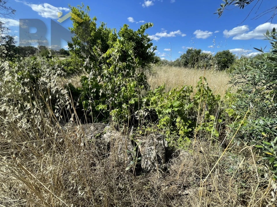 Quinta T0 para Venda em Escalos de Cima e Lousa Foto 16