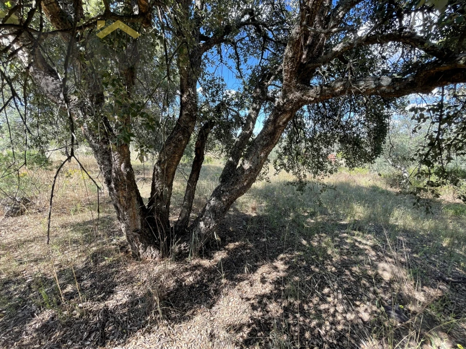 Quinta T0 para Venda em Escalos de Cima e Lousa Foto 11