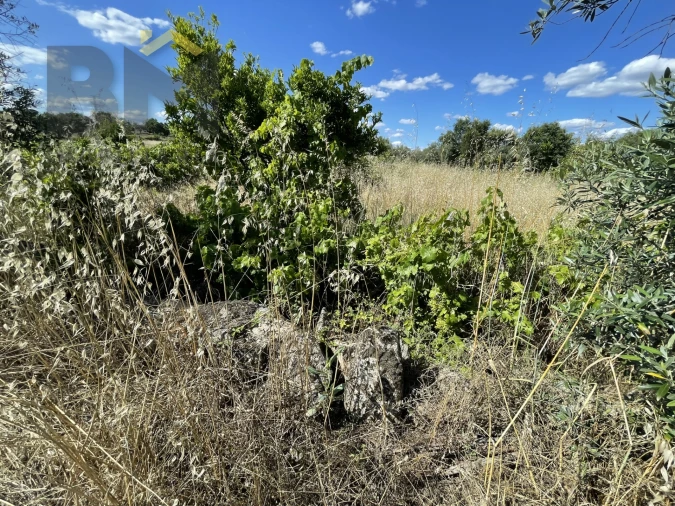 Quinta T0 para Venda em Escalos de Cima e Lousa Foto 16