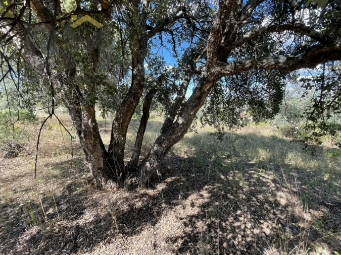 Quinta T0 para Venda em Escalos de Cima e Lousa Foto 11