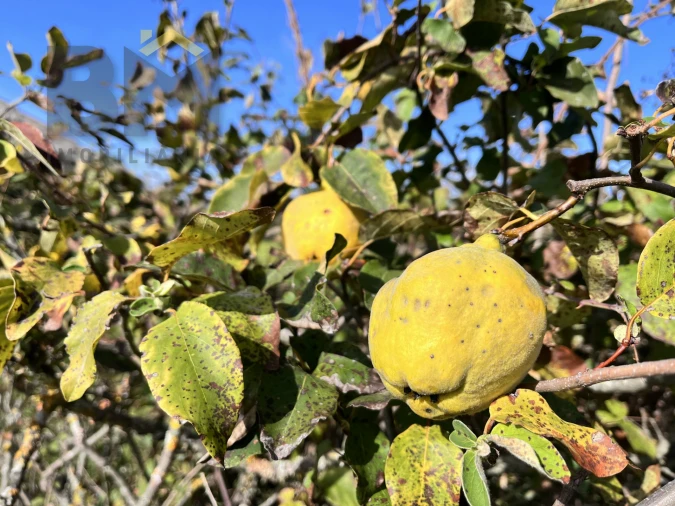 Quinta T0 para Venda em Oledo Foto 11