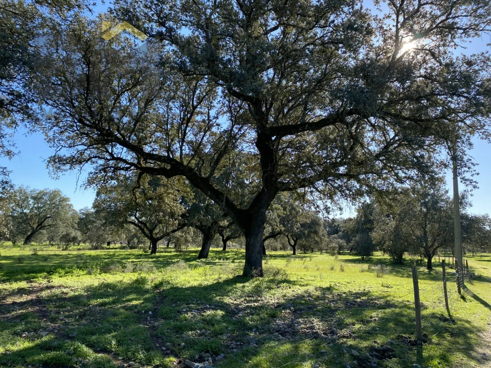 Terreno Agricola ou Rústico para Venda em Escalos de Baixo e Mata Foto 41