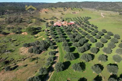Terreno Agricola ou Rústico para Venda em Escalos de Baixo e Mata