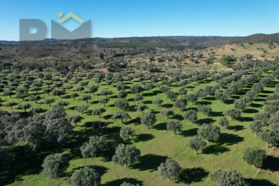 Terreno Agricola ou Rústico para Venda em Escalos de Baixo e Mata
