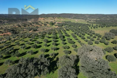Terreno Agricola ou Rústico para Venda em Escalos de Baixo e Mata
